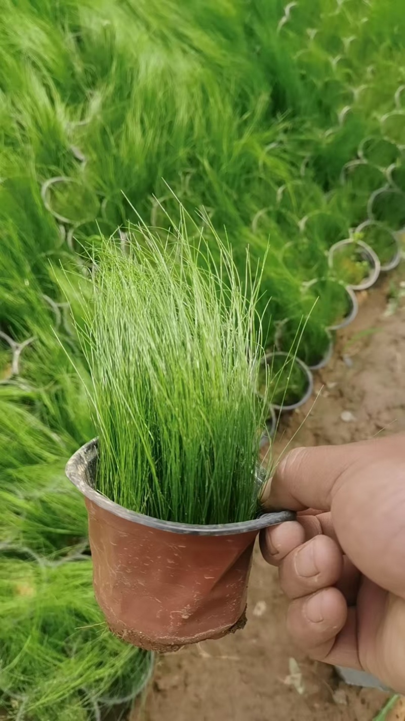 墨西哥羽毛草潍坊成活率高品质保障