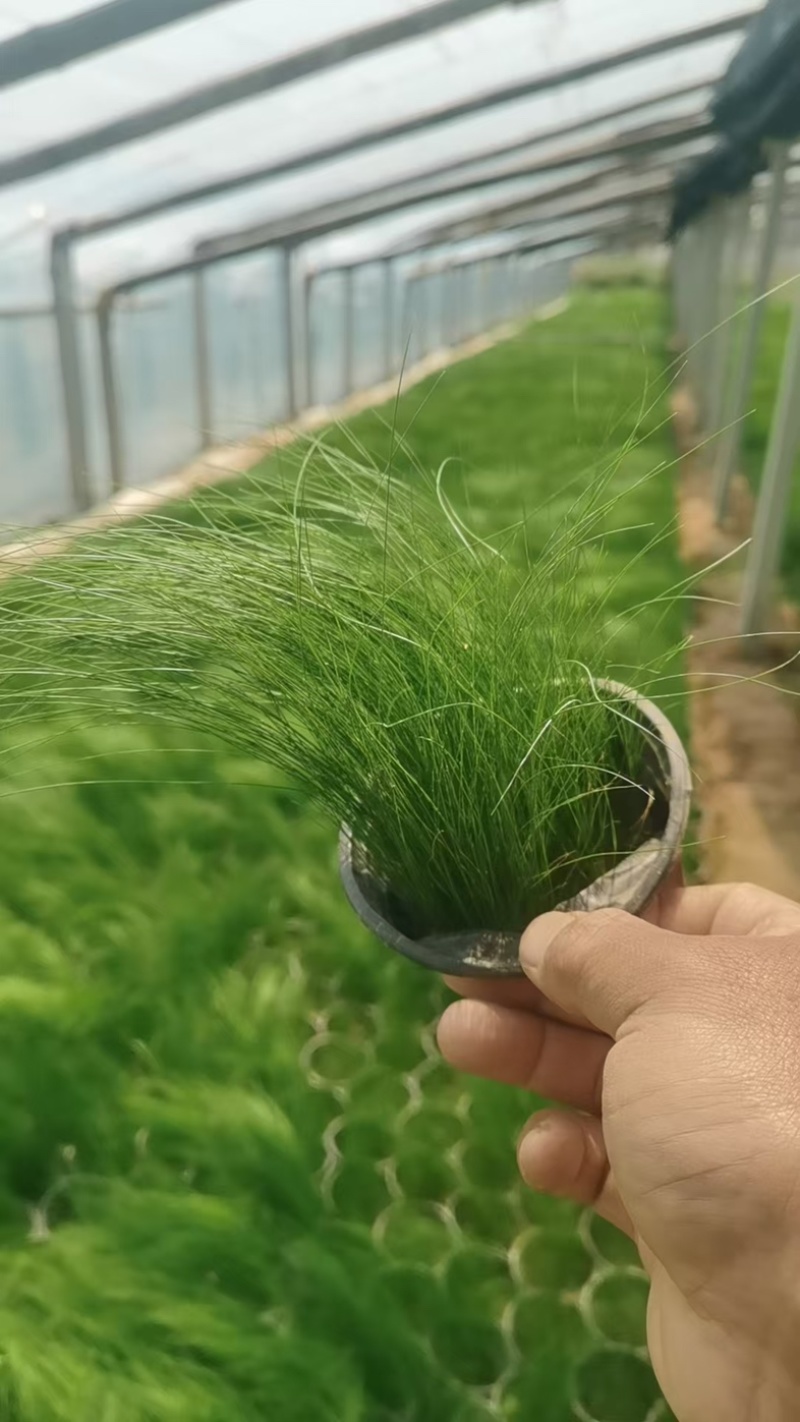 墨西哥羽毛草潍坊成活率高品质保障