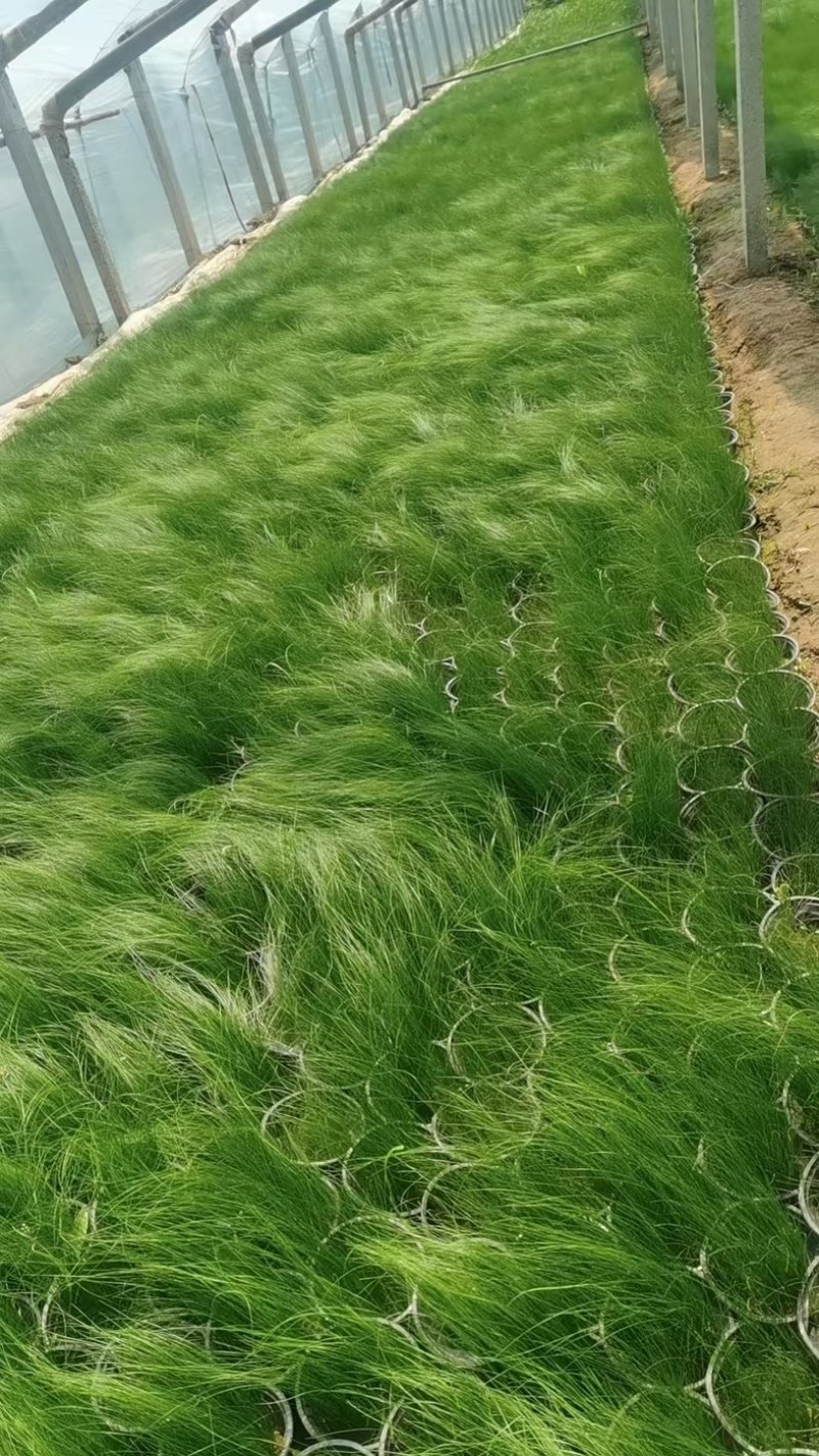 墨西哥羽毛草潍坊成活率高品质保障