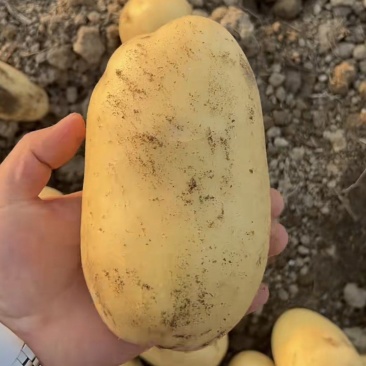 土豆黄皮黄心土豆，大量现货供应，可视频看货代发全国