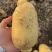 土豆黄皮黄心土豆，大量现货供应，可视频看货代发全国