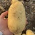 土豆黄皮黄心土豆，大量现货供应，可视频看货代发全国