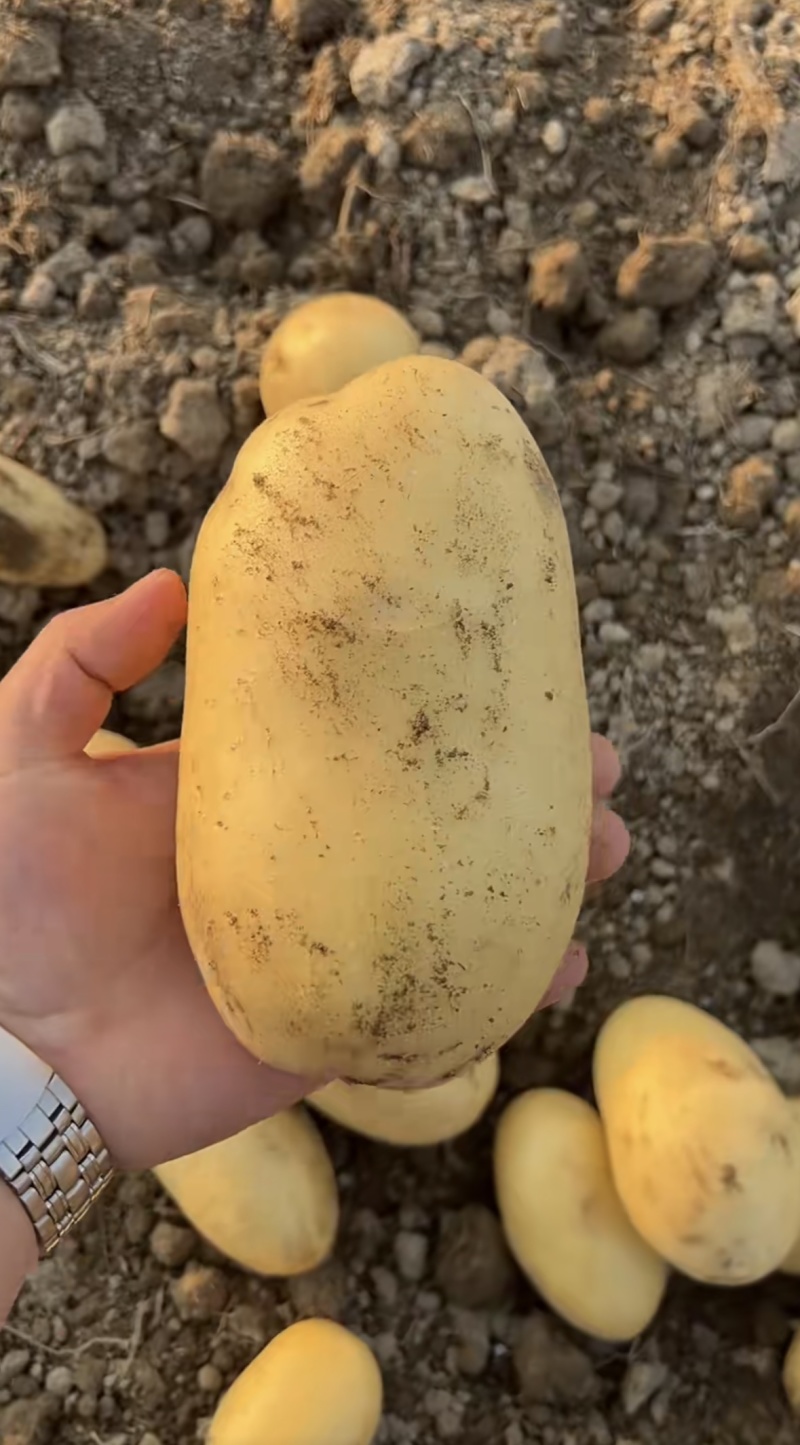 土豆黄皮黄心土豆，大量现货供应，可视频看货代发全国