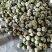大量星甜二十，绿宝石，博洋六一，博洋九一天香二号，甜如蜜
