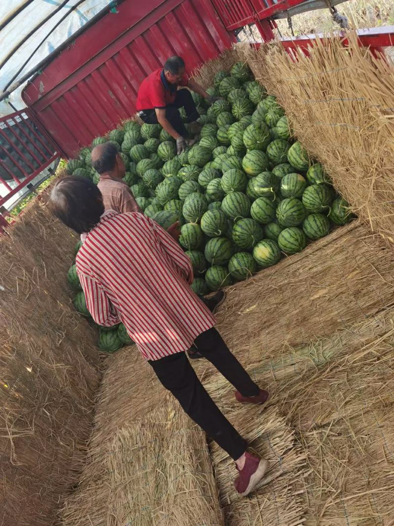 湖北宜昌西瓜产地发货一手货源批发品质保证价格美丽
