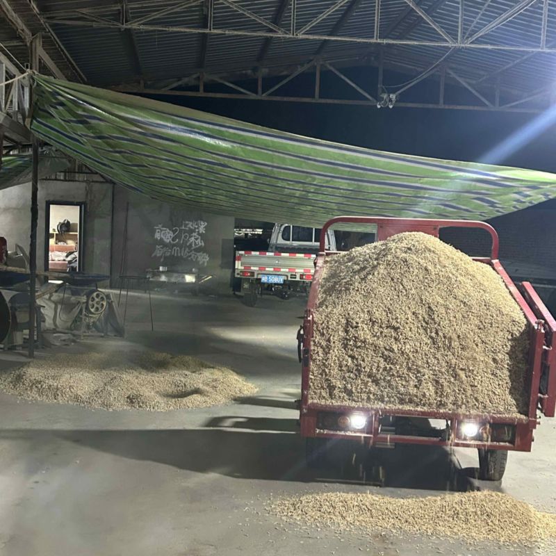 绵阳三台县花园镇川麦冬大量上市产地一手货源