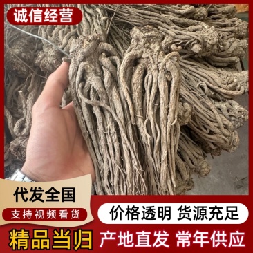 精品当归规格齐全量大从优质量保证欢迎咨询