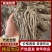 精品当归规格齐全量大从优质量保证欢迎咨询