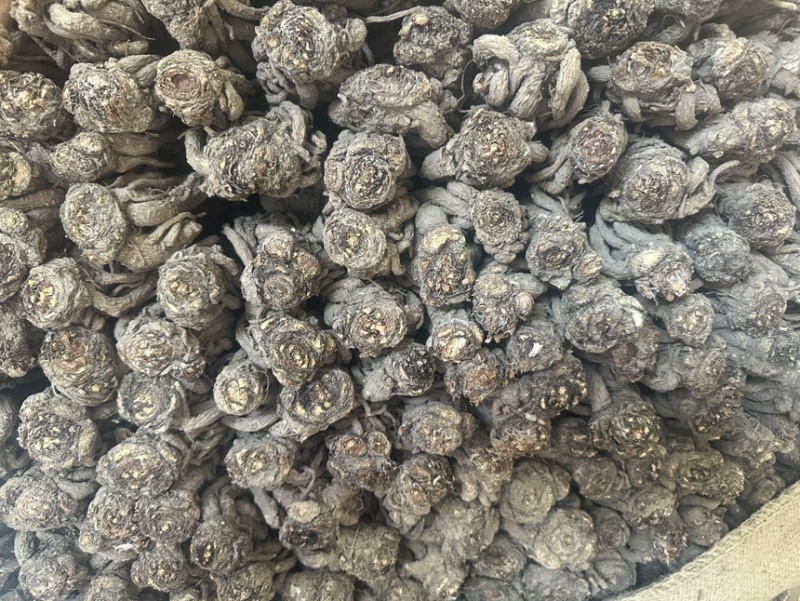 精品当归规格齐全量大从优质量保证欢迎咨询