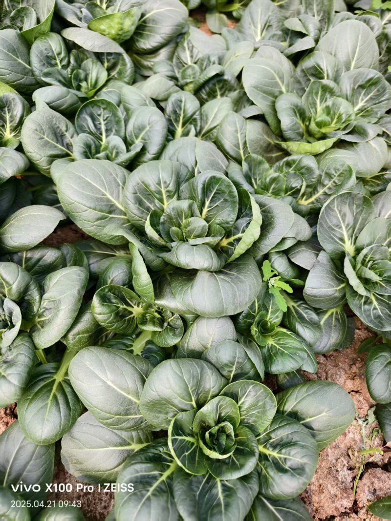 江苏苏州精品小油菜/苏州青/量大价优/欢迎咨询