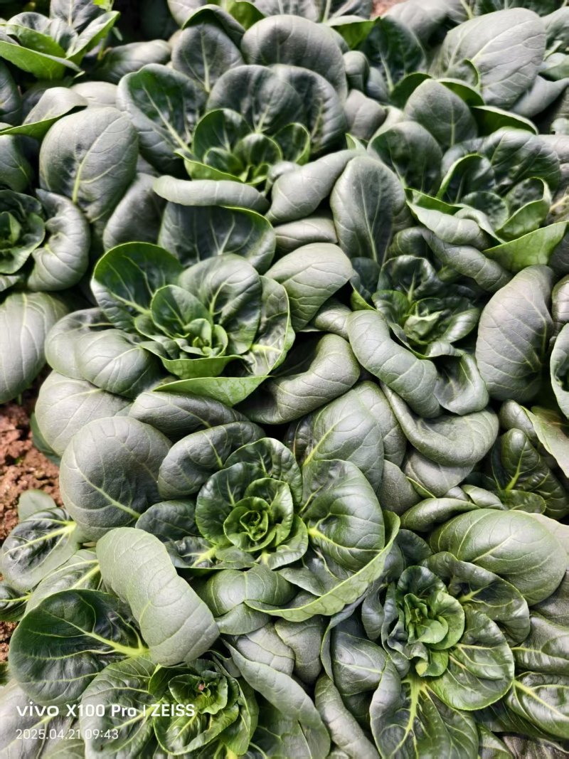 江苏苏州精品小油菜/苏州青/量大价优/欢迎咨询