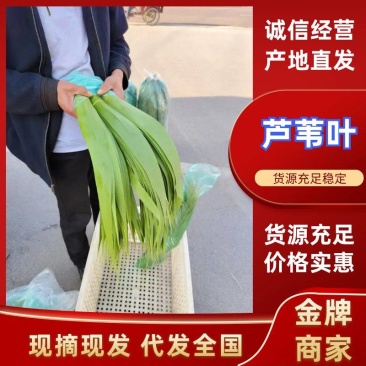 芦苇叶原产地直发大量现货供应品质保证价格优惠