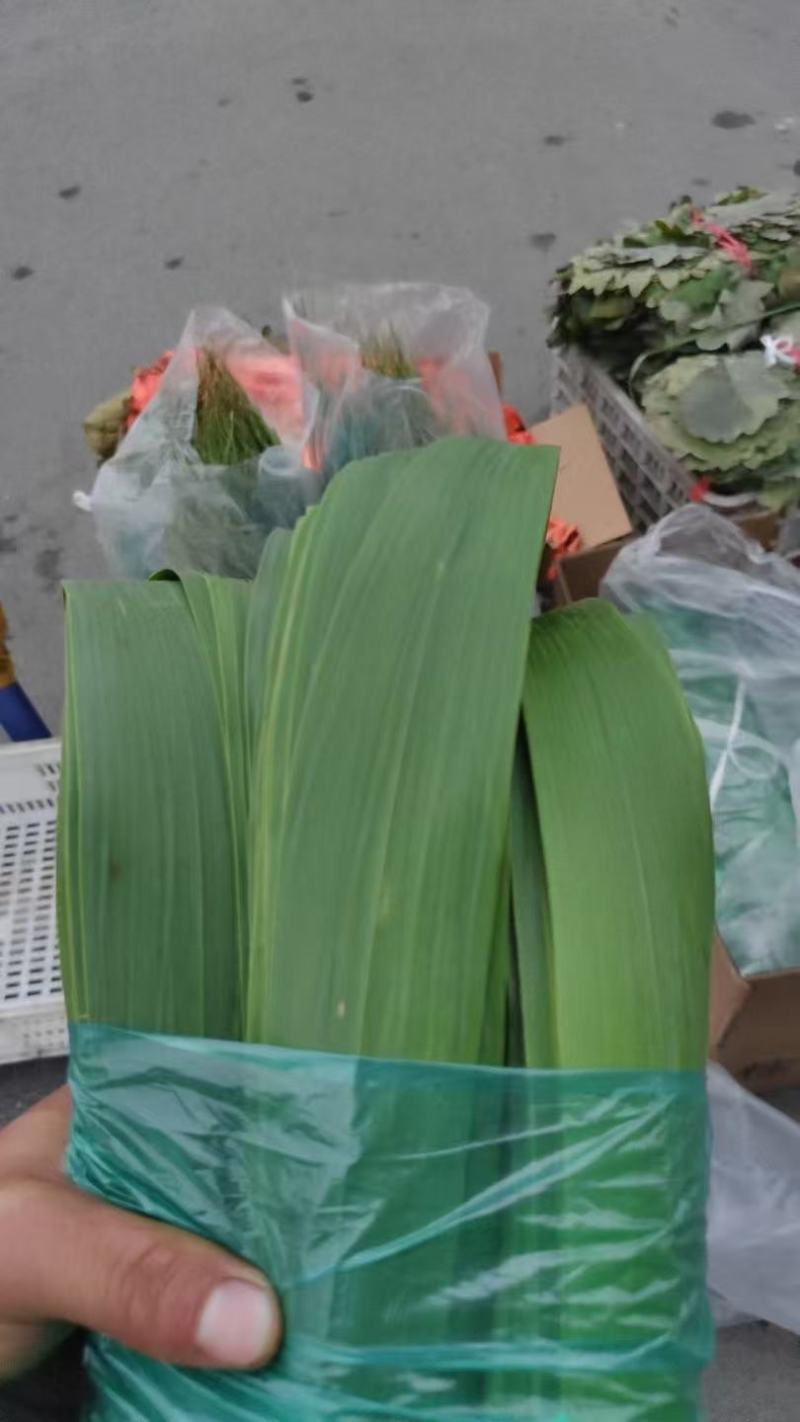 芦苇叶原产地直发大量现货供应品质保证价格优惠