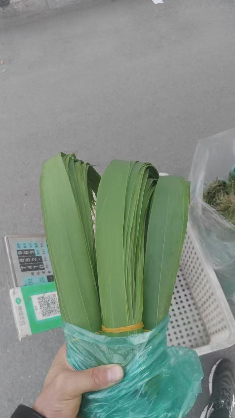 芦苇叶原产地直发大量现货供应品质保证价格优惠