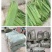 芦苇叶原产地直发大量现货供应品质保证价格优惠