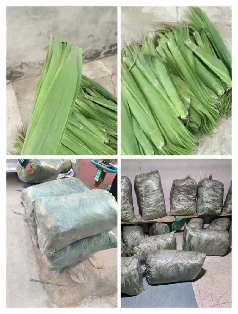 芦苇叶原产地直发大量现货供应品质保证价格优惠