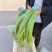 芦苇叶原产地直发大量现货供应品质保证价格优惠