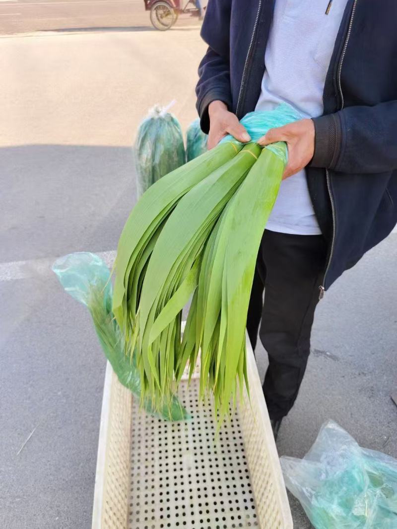 芦苇叶原产地直发大量现货供应品质保证价格优惠
