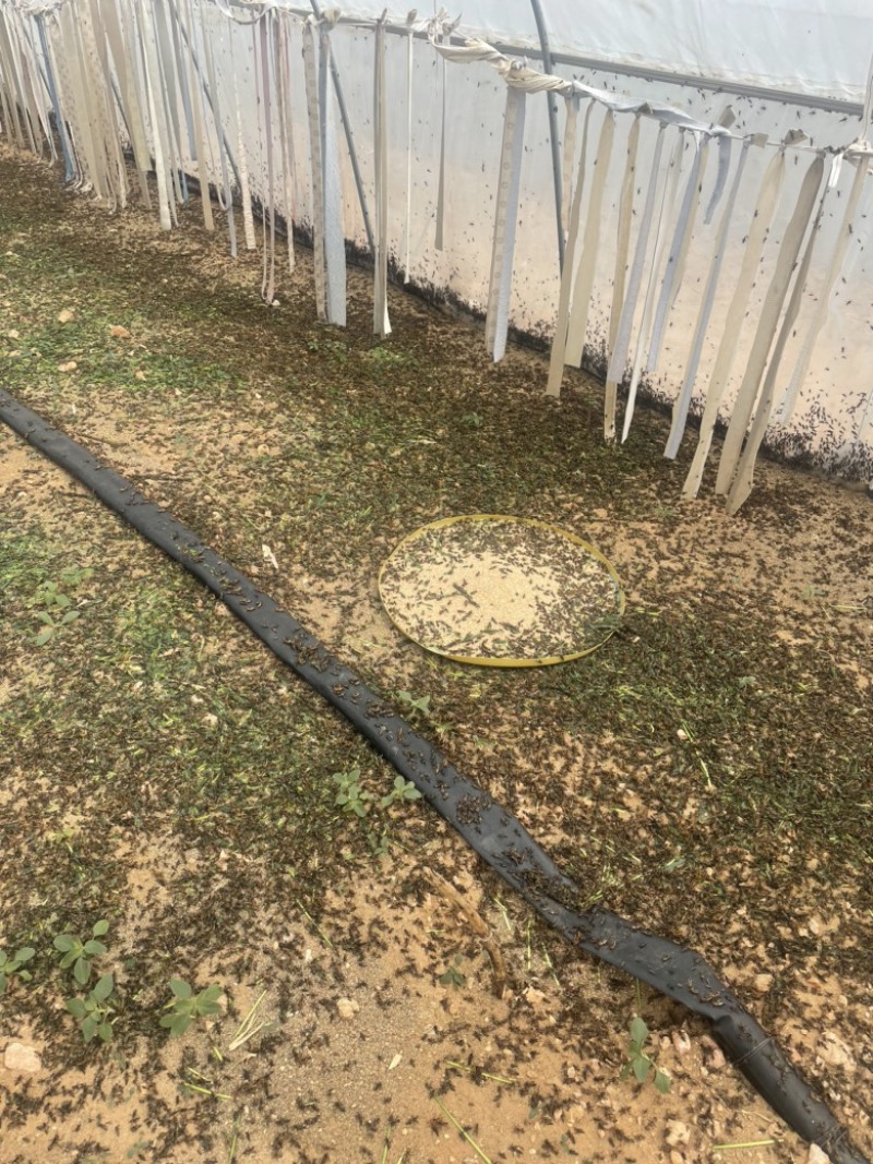 蝗虫活体