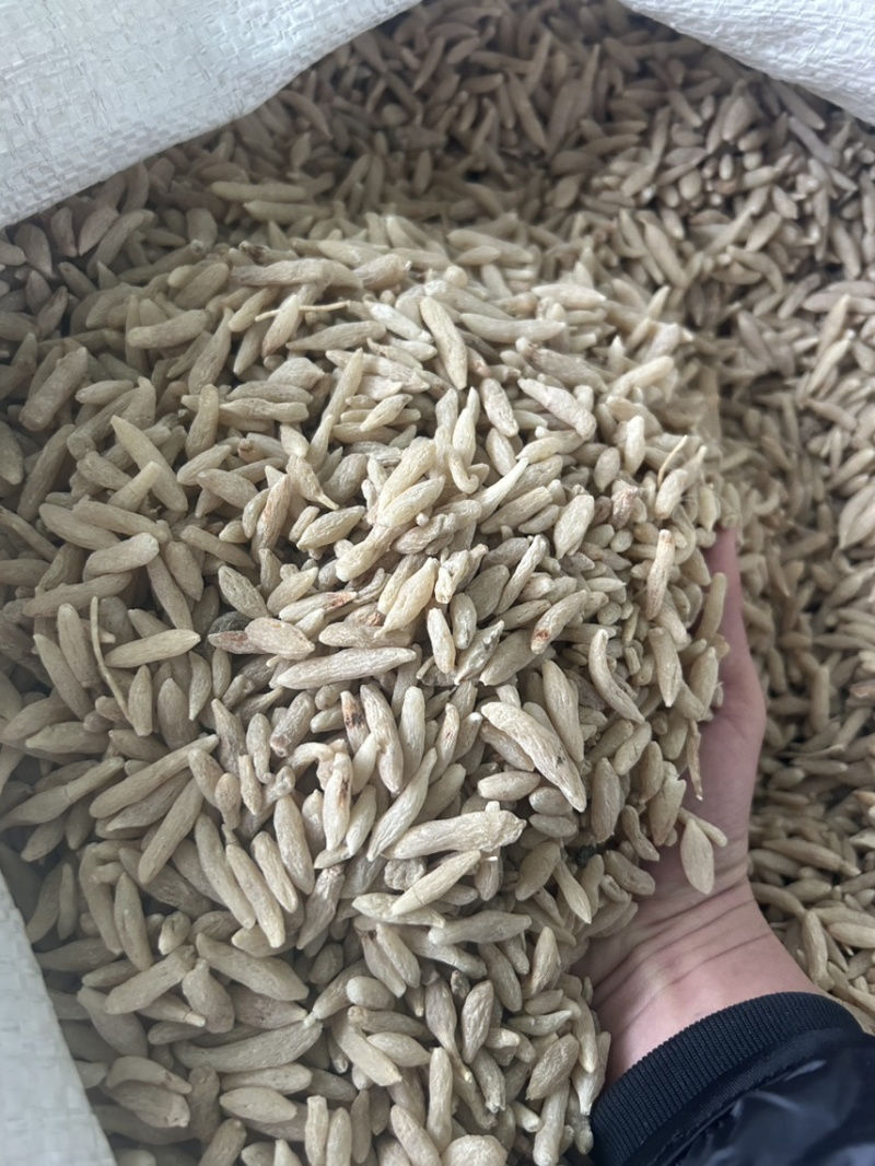 绵阳市三台县花镇川麦冬源头厂家量大从优