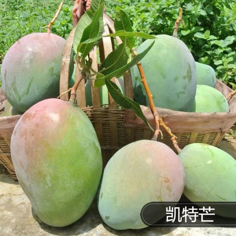 精品凯特芒一件代发对接抖音拼多多快手淘宝