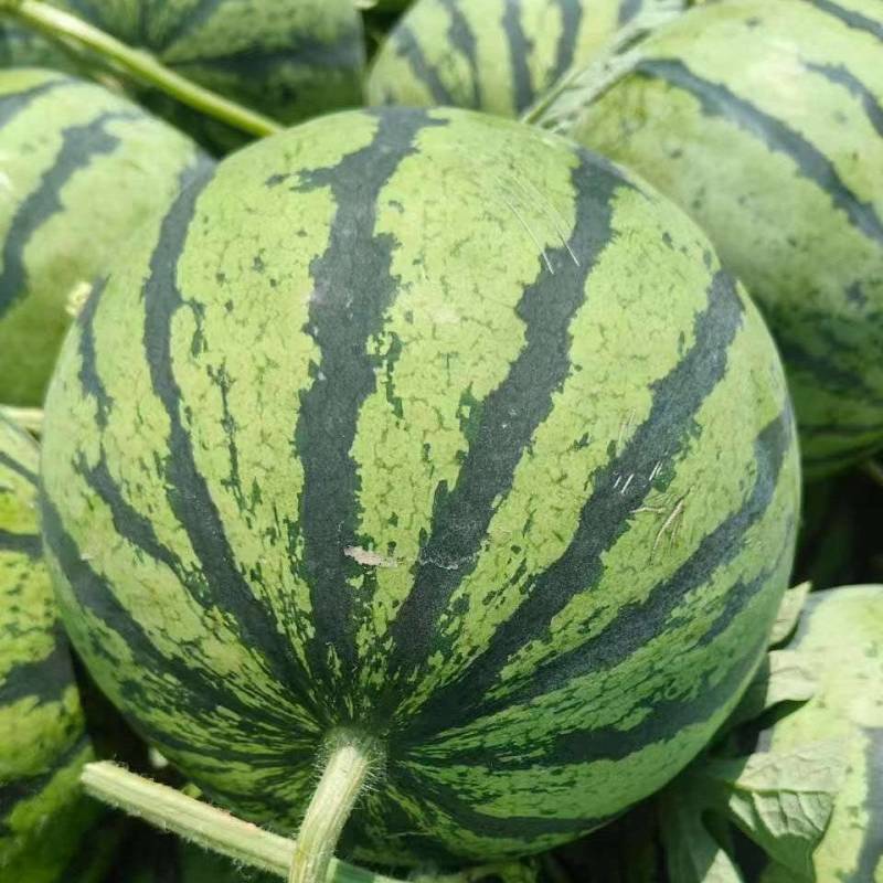 夏邑无籽美都大量供货中需要的可以联系价格可协商