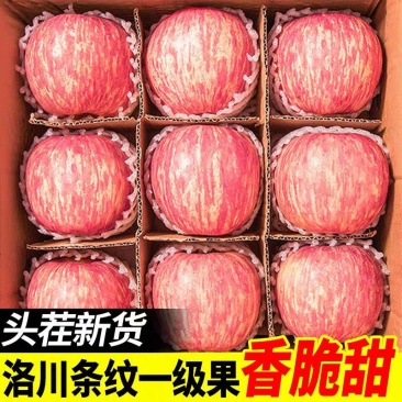 陕西洛川红富士苹果支持电商平台一件代发