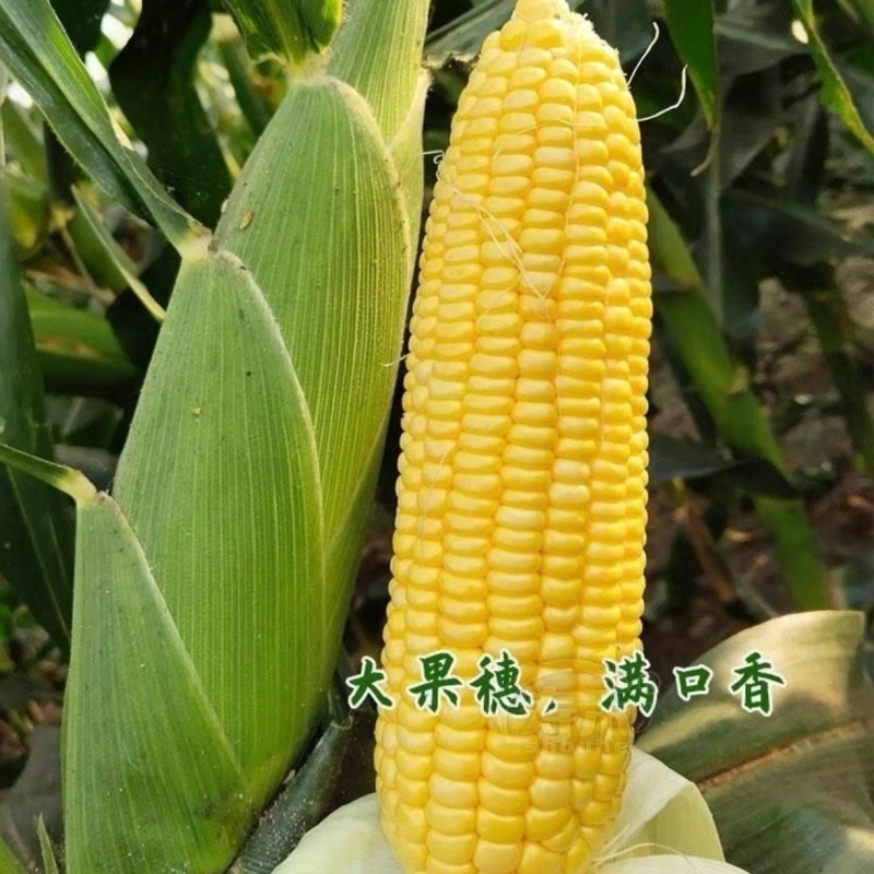 水果玉米全国可发价格透明对接各大商超可视频看货