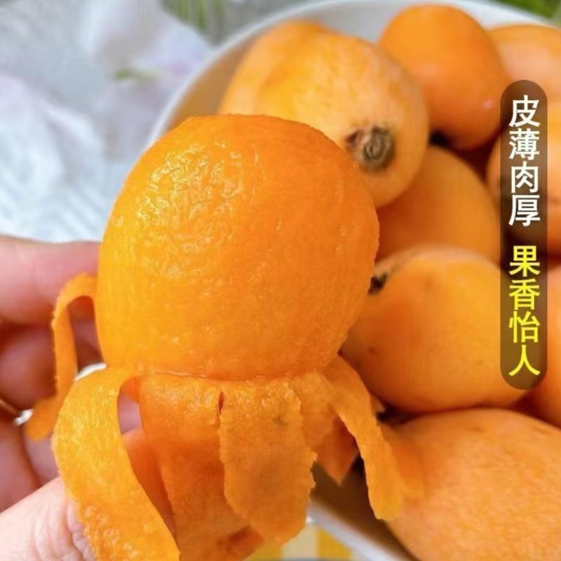 精品枇杷源头产地全国可发量大从优一手货源