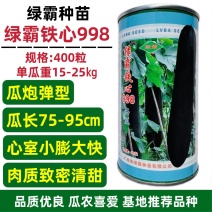 绿霸铁心998冬瓜种子黑皮大冬瓜种子炮弹型特大铁心冬瓜种
