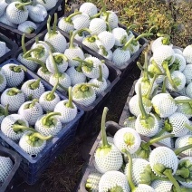 热卖精品瓜类，吊蓝，绿色，蔬菜，兰瓜，大棚吊兰