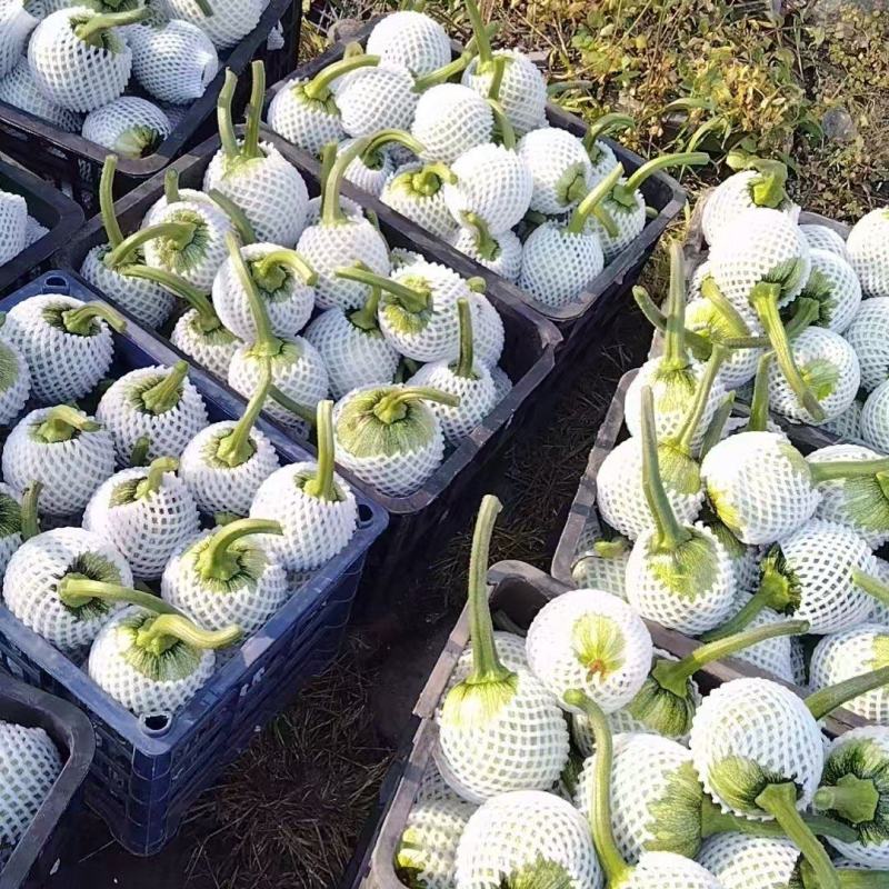 热卖精品瓜类，吊蓝，绿色，蔬菜，兰瓜，大棚吊兰