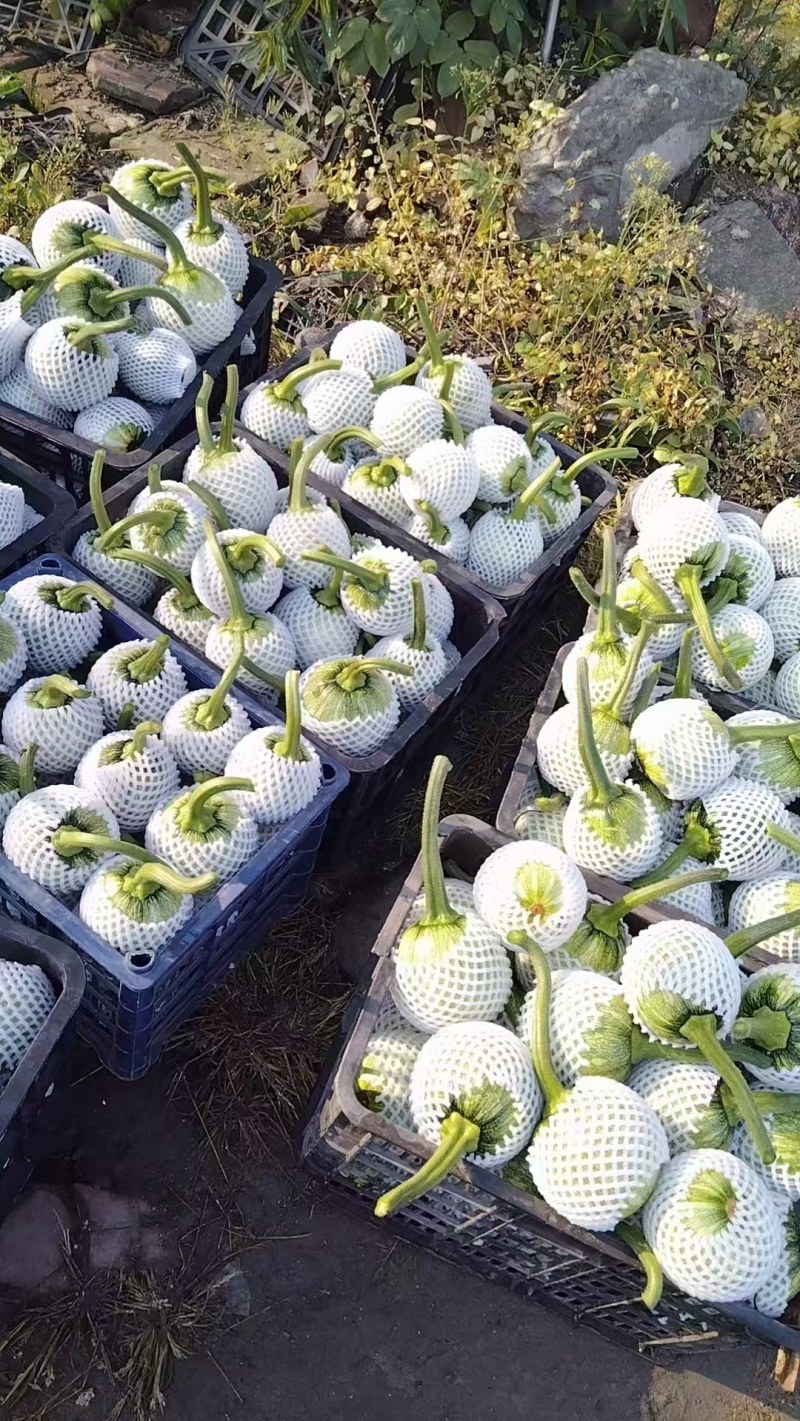 热卖精品瓜类，吊蓝，绿色，蔬菜，兰瓜，大棚吊兰