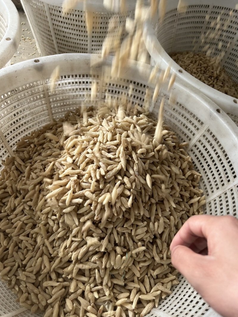 绵阳市三台县花园镇川麦冬源头厂家量大从优
