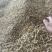 绵阳市三台县花园镇川麦冬源头厂家量大从优