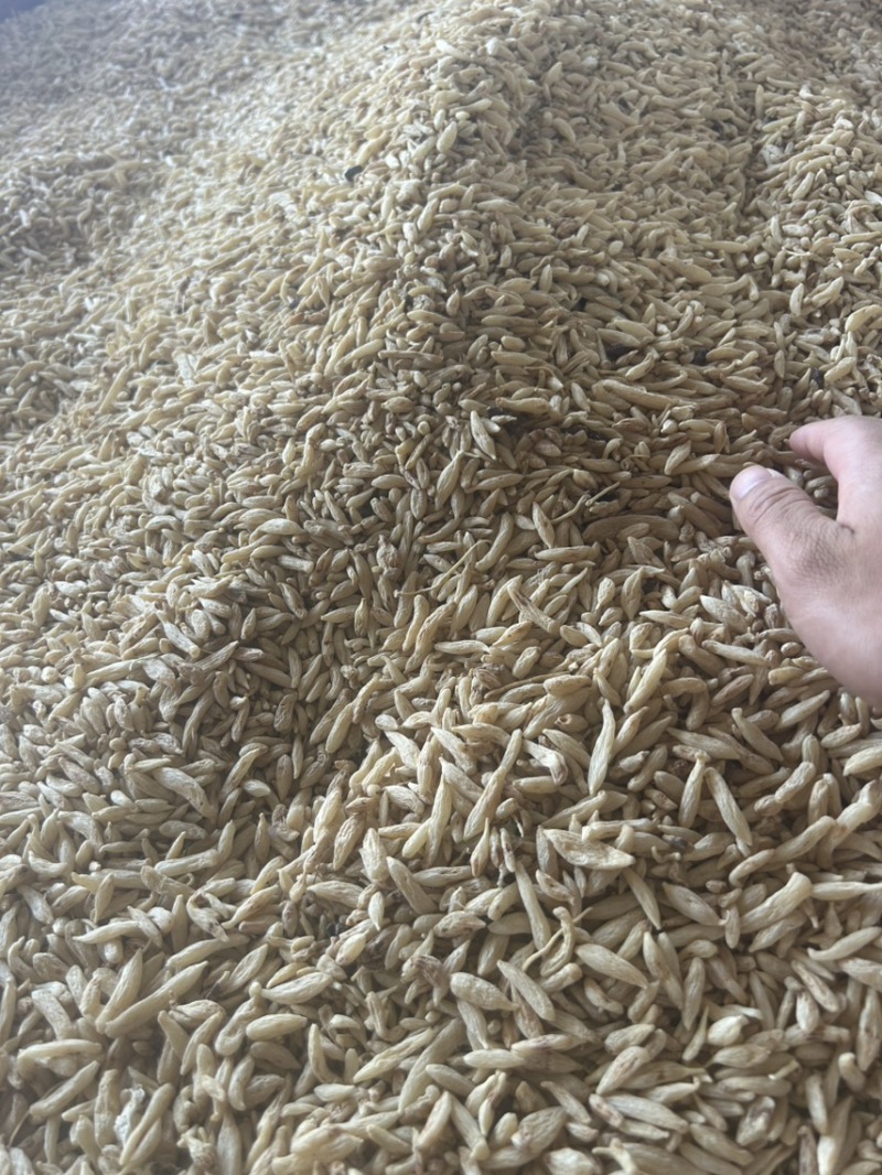 绵阳市三台县花园镇川麦冬源头厂家量大从优
