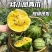 【实力商家】特小凤西瓜现摘现发万亩基地批发甜度高