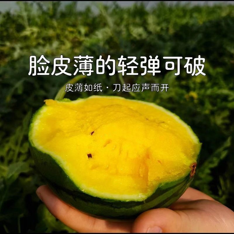 【实力商家】特小凤西瓜现摘现发万亩基地批发甜度高