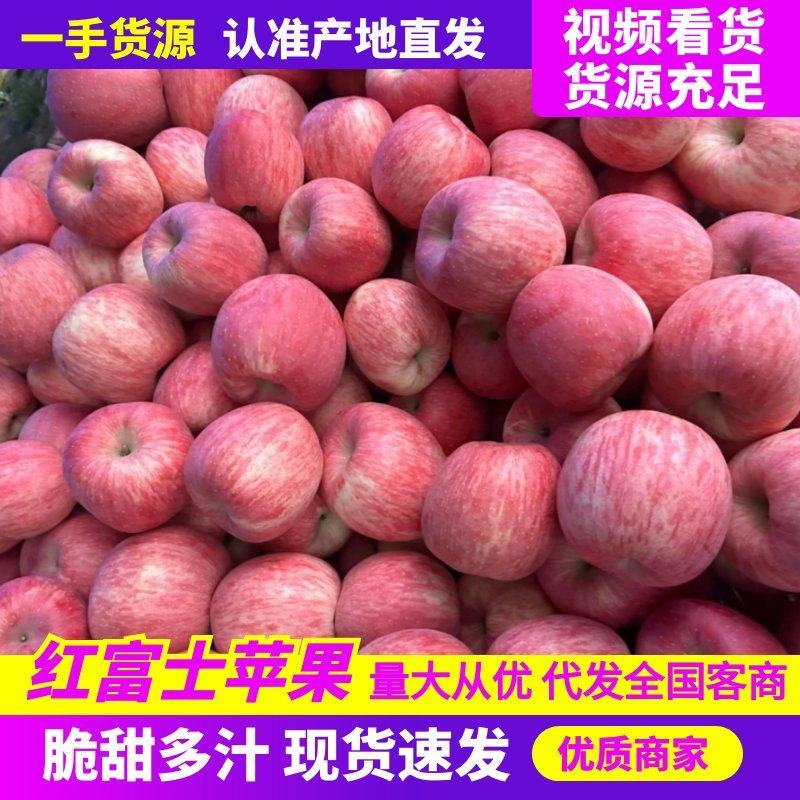 【山东红富士苹果】价格便宜坏烂包赔一手货源全国发随到随装