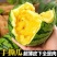 【推荐】特小凤西瓜保质保量皮薄多汁全国代发精选