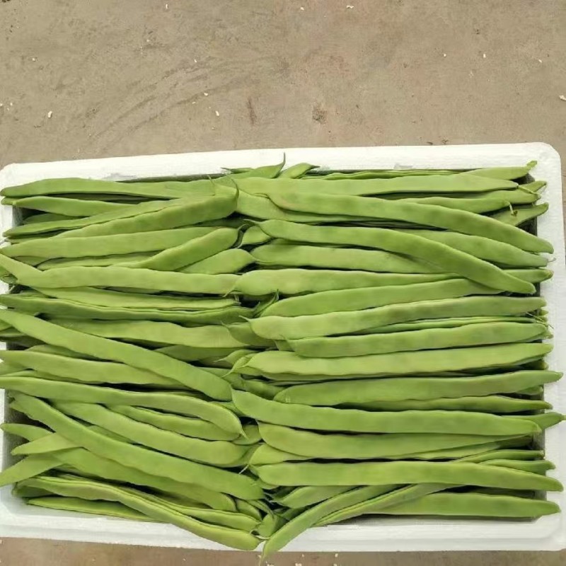推荐绿芸豆绿扁豆青扁豆产地直供量大从优全国发货