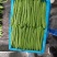 推荐绿芸豆绿扁豆青扁豆产地直供量大从优全国发货