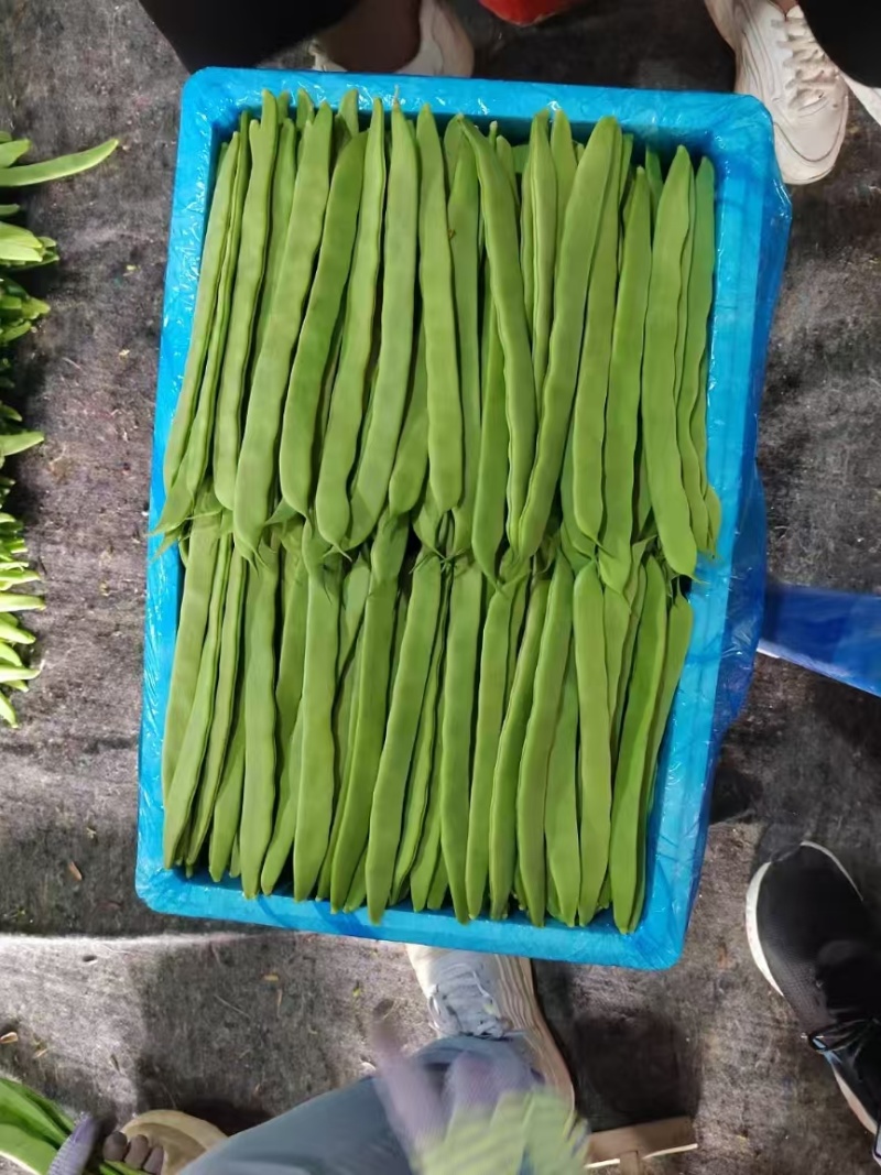 推荐绿芸豆绿扁豆青扁豆产地直供量大从优全国发货