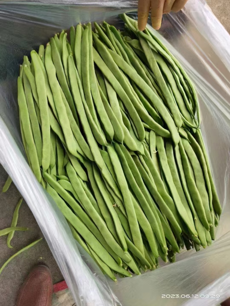 推荐绿芸豆绿扁豆青扁豆产地直供量大从优全国发货