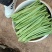 推荐绿芸豆绿扁豆青扁豆产地直供量大从优全国发货