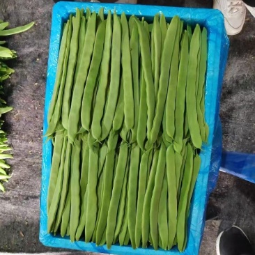 推荐绿芸豆绿扁豆青扁豆产地直供量大从优全国发货