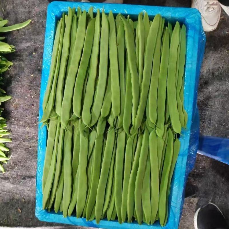 推荐绿芸豆绿扁豆青扁豆产地直供量大从优全国发货