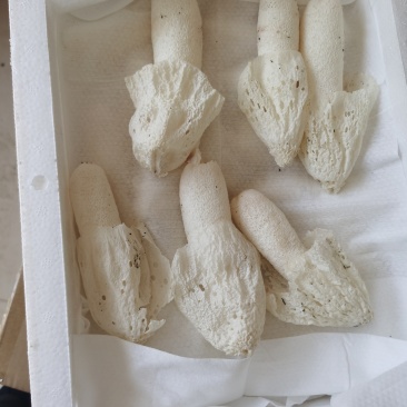 基地直发，每天现采，常年有货，红托竹荪花，竹荪蛋