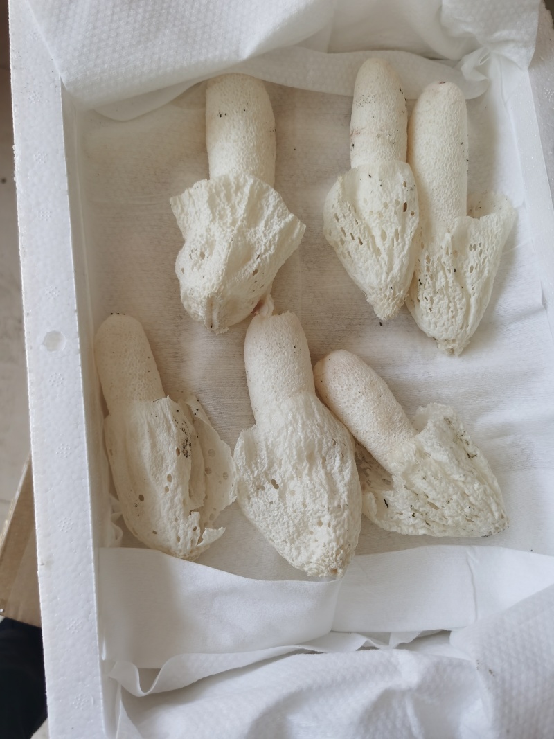 基地直发，每天现采，常年有货，红托竹荪花，竹荪蛋