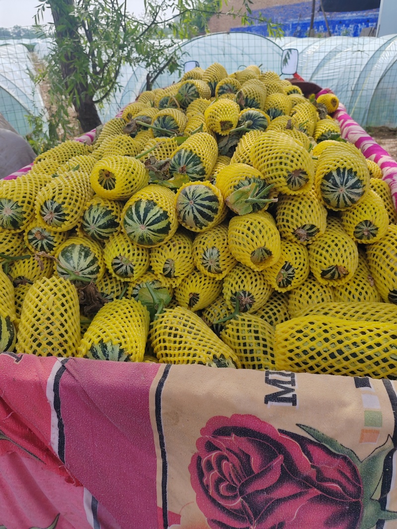 博洋甜瓜基地直销量大质优价格优惠欢迎各大老板采购